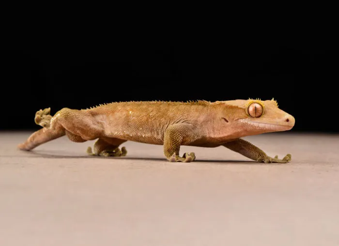 are crested geckos solitary animals?