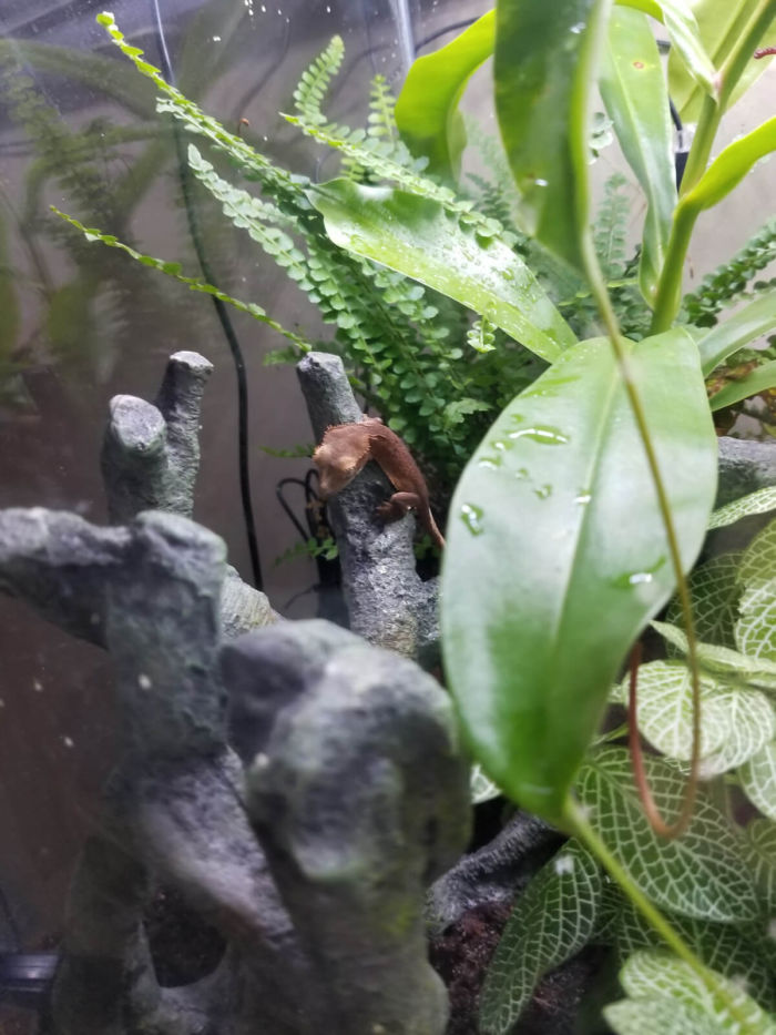 do crested geckos smell bad?