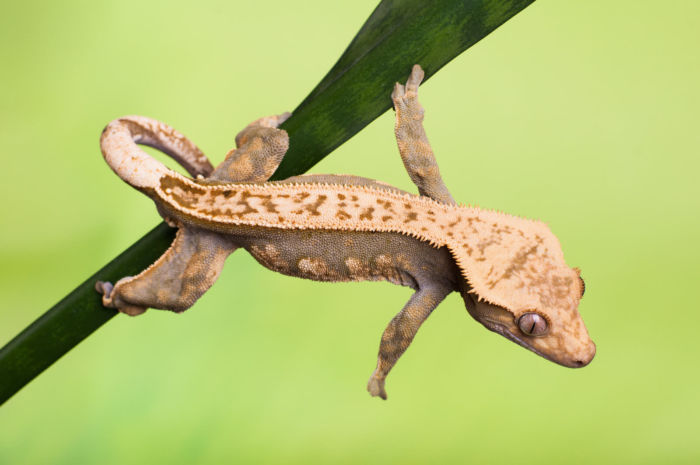 why is my crested gecko making noises?