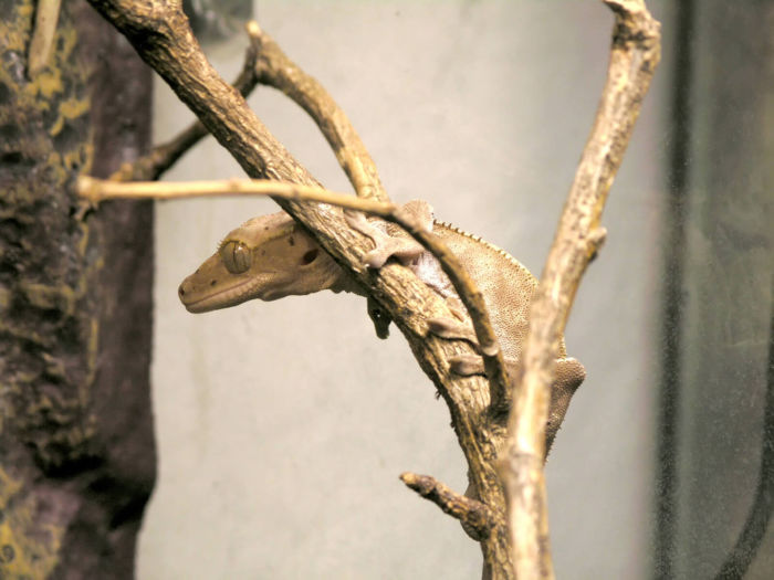 are crested geckos social animals?