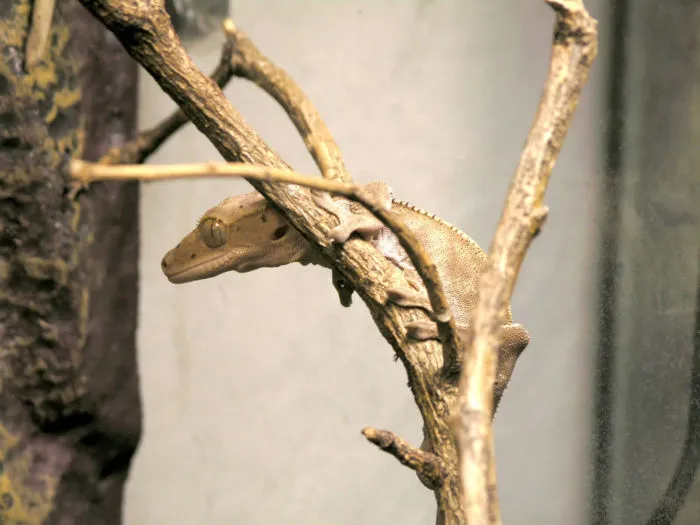 are crested geckos social animals?