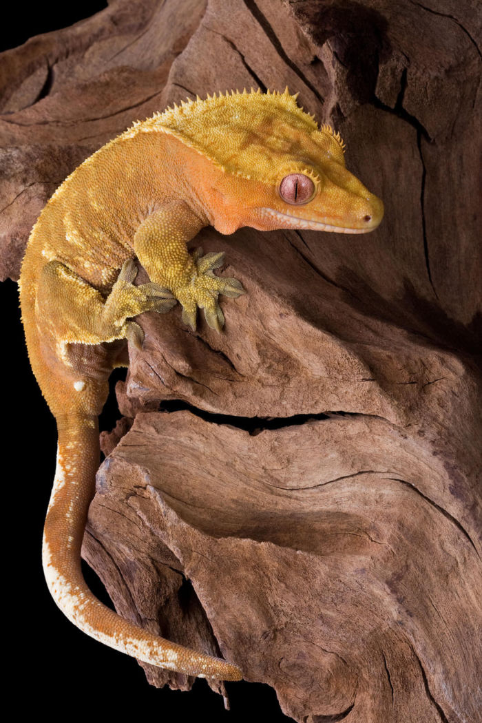 night light crested gecko