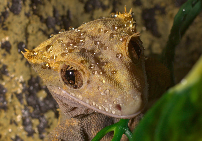 How to bathe a crested gecko?