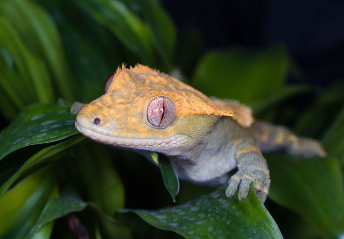 Crested Gecko Having Trouble Climbing 