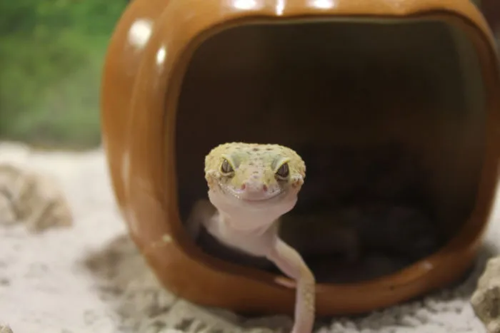 can leopard geckos be kept alone?