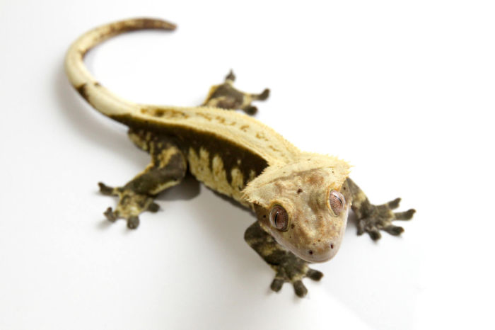 Are heat lamps okay for crested geckos?