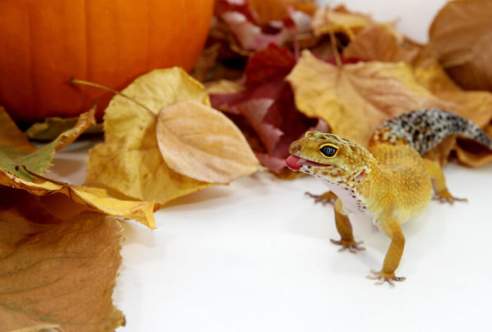 Why You Should Never Get A Partner For Your Leopard Gecko