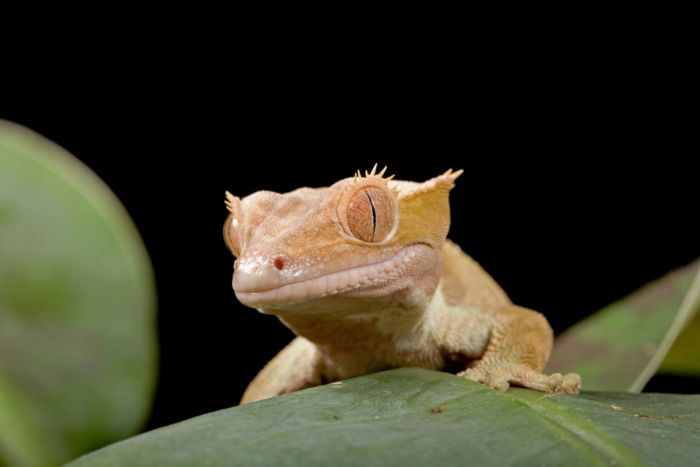 crested gecko hearing