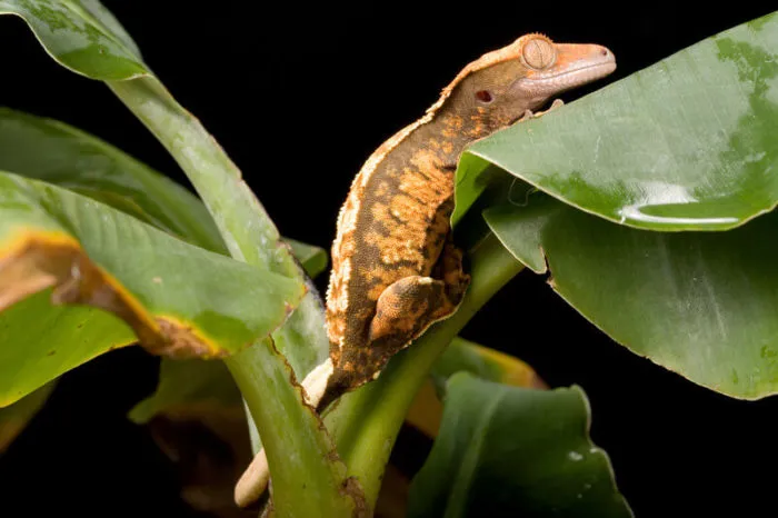 why is my crested gecko biting me?