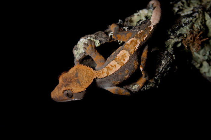 do crested geckos need light 24 7