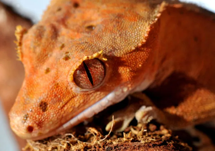 how to stop my crested gecko from biting?