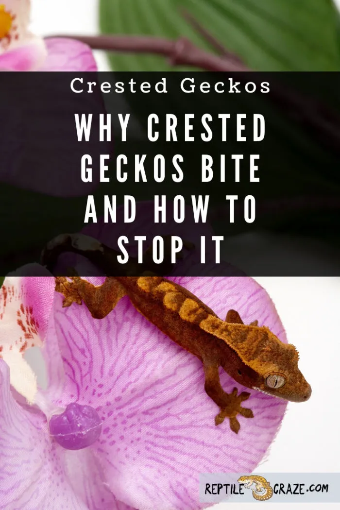 do crested geckos bite?