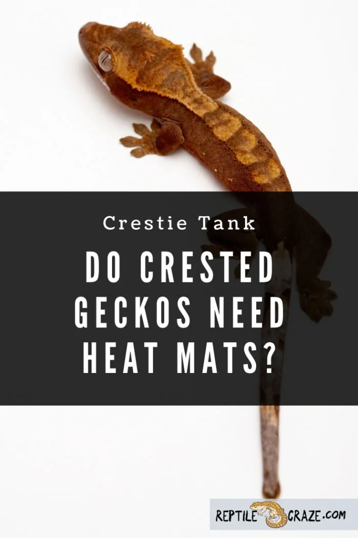 Heat mat 2025 for crested gecko