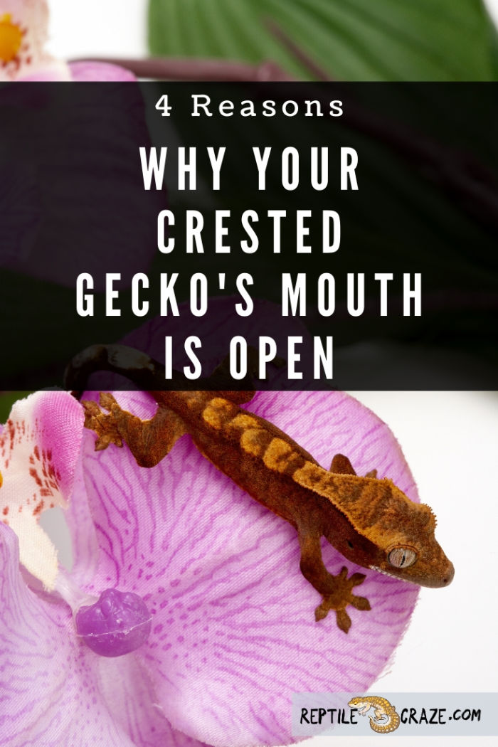 Why is my crested gecko's mouth open?