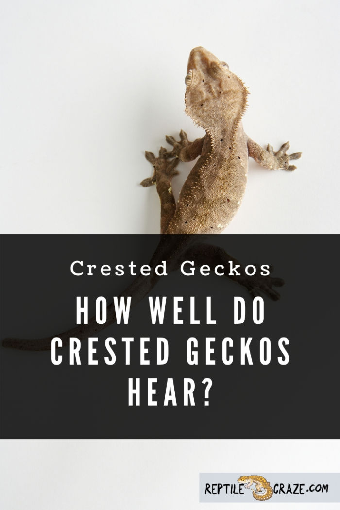 Can crested geckos hear?