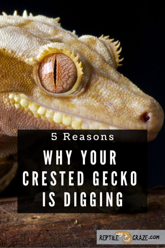 4 Reasons Why Your Crested Gecko's Mouth Is Open - Reptile Craze