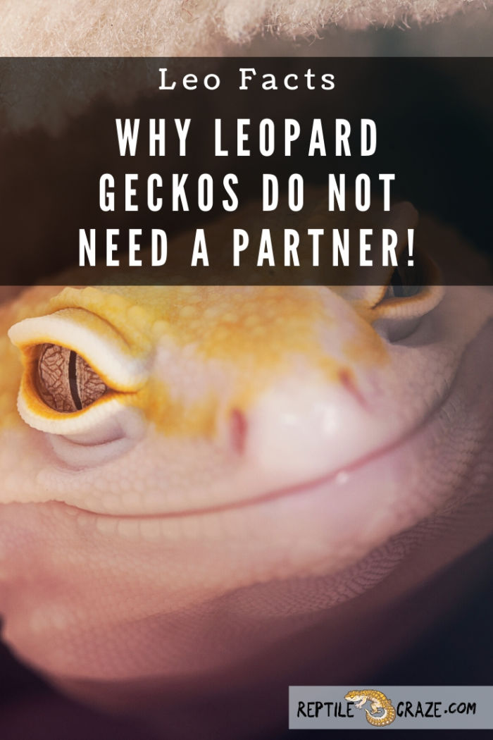 Why You Should Never Get A Partner For Your Leopard Gecko