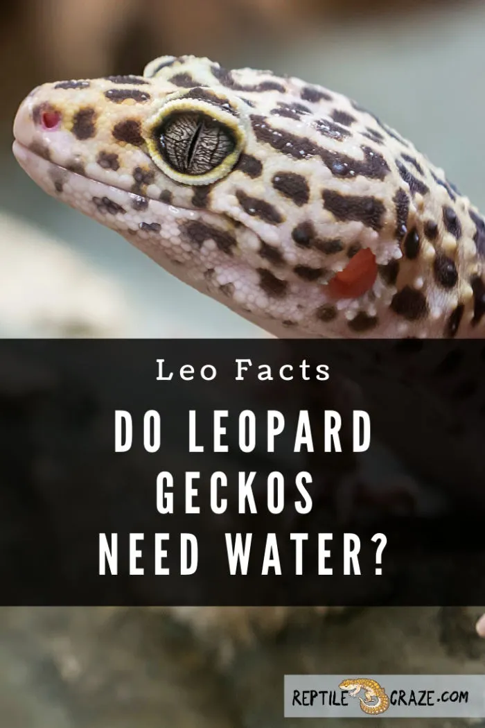 Do leopard geckos need water?