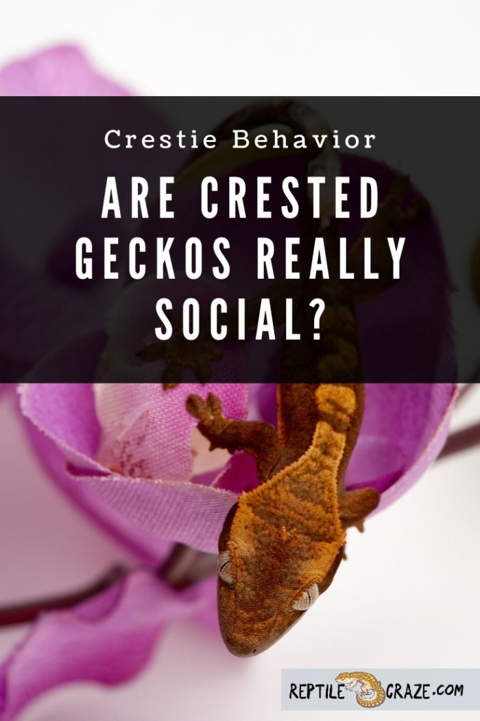 Are crested geckos social?