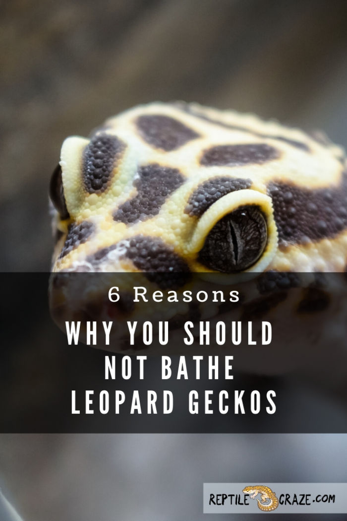 Can I bathe my leopard gecko?