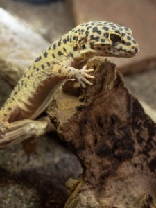 What Human Foods Can Leopard Geckos Eat? - Reptile Craze