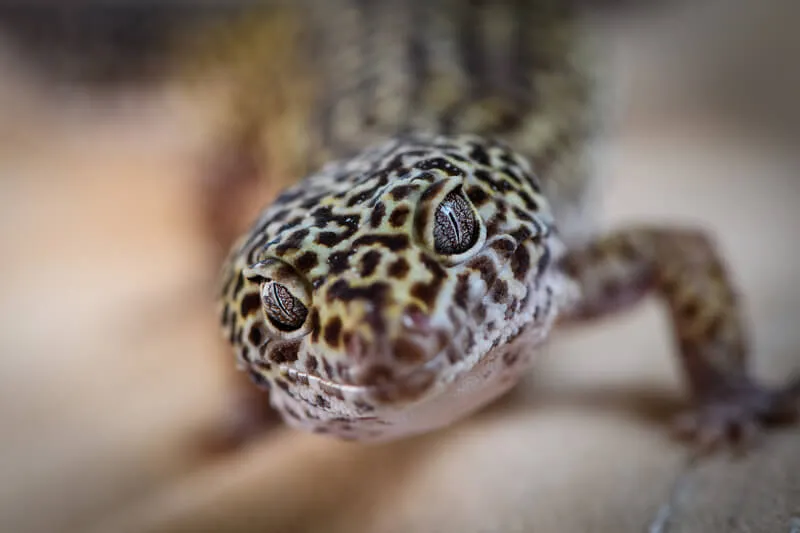 do leopard gecko get sick easily?