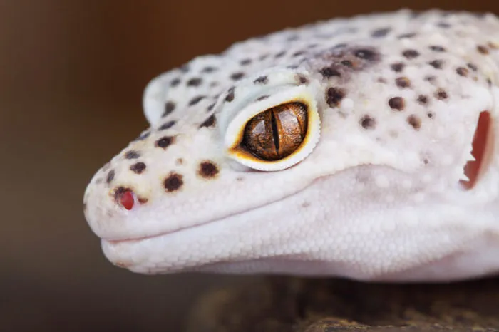 do leopard geckos kill and eat each other?