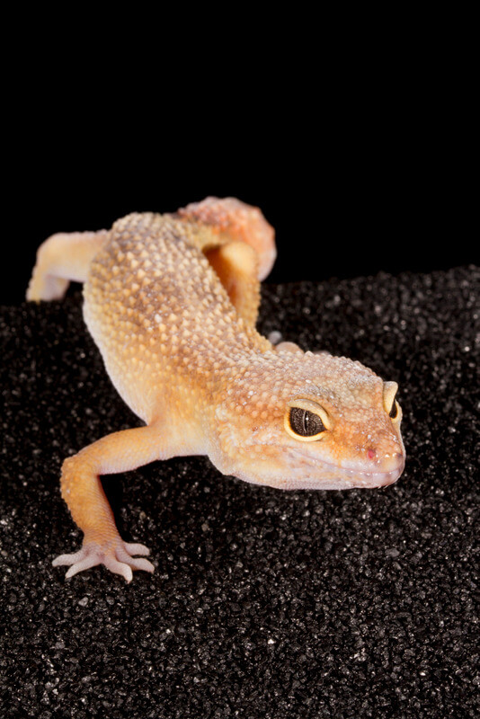 difference in size between male and female leopard geckos