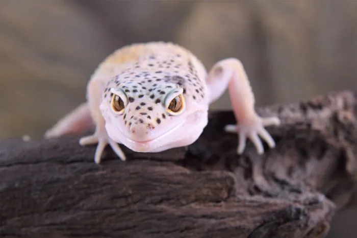 are leopard geckos bad pets