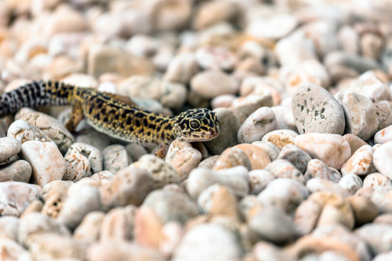 is misting okay for leopard geckos?