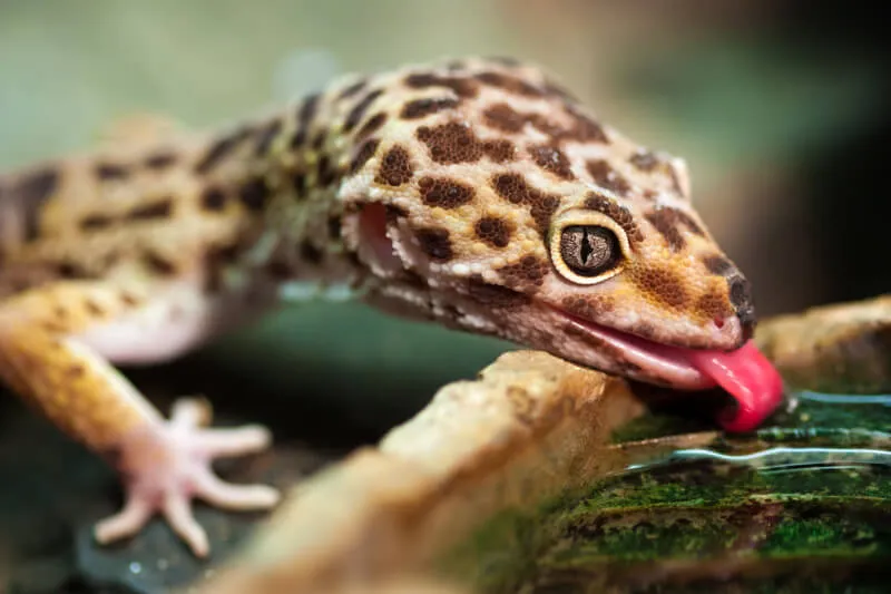 do leopard gecko tanks need to be misted?