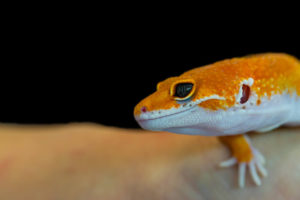 Should Leopard Geckos Eat Dubia Roaches? – Reptile Craze