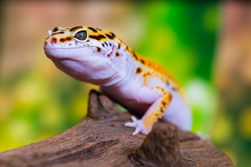 can leopard geckos eat vegetables?