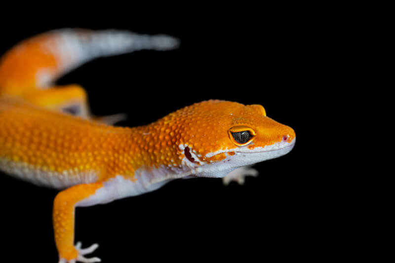 Are Red Lights Bad for Leopard Geckos 