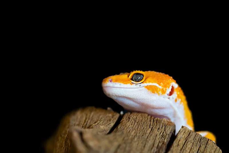 are leopard geckos good pets for beginners