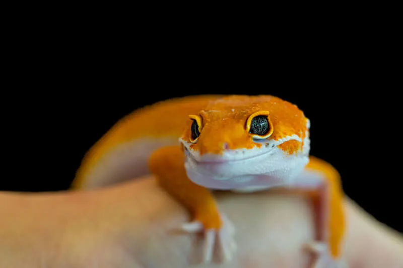 can leopard geckos eat human foods?