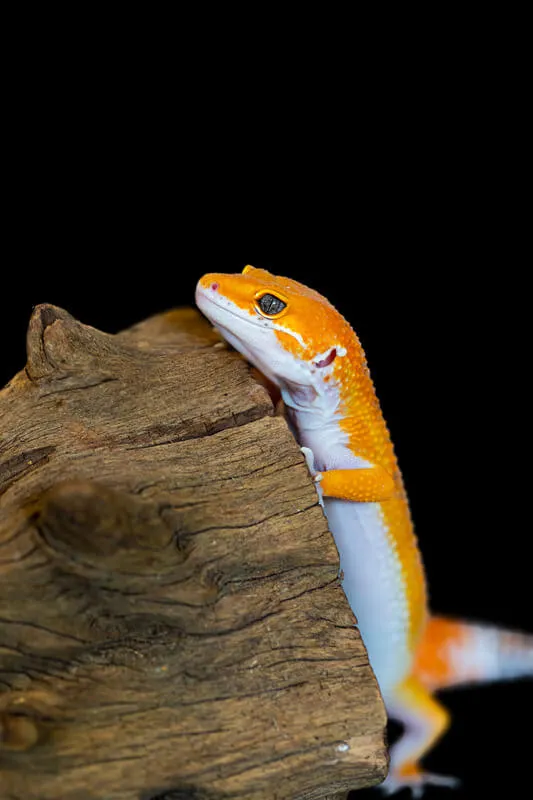 do leopard geckos miss their owners?