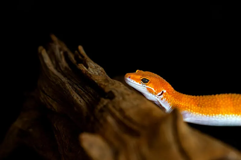 Do leopard geckos need to be bathed?