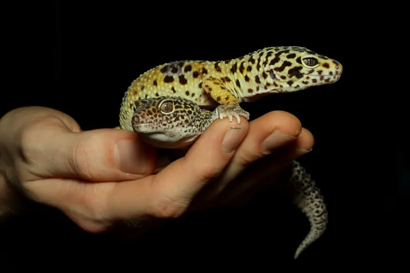 how to stop a leopard gecko from eating sand