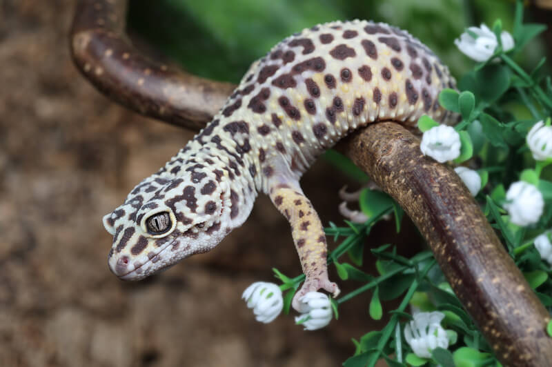 How Long Can Leopard Geckos Go Without Water