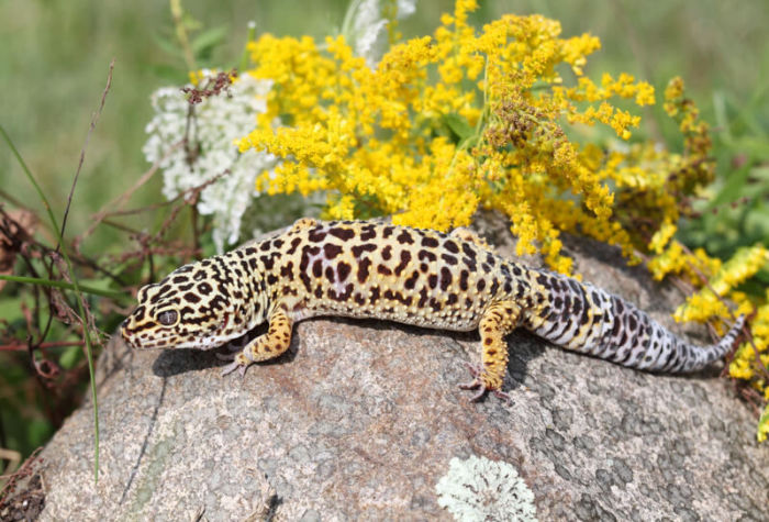 Are leopard geckos robust reptiles?