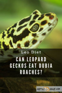 Should Leopard Geckos Eat Dubia Roaches? – Reptile Craze