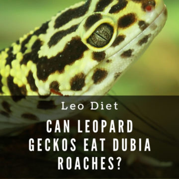 download superworms for leopard geckos