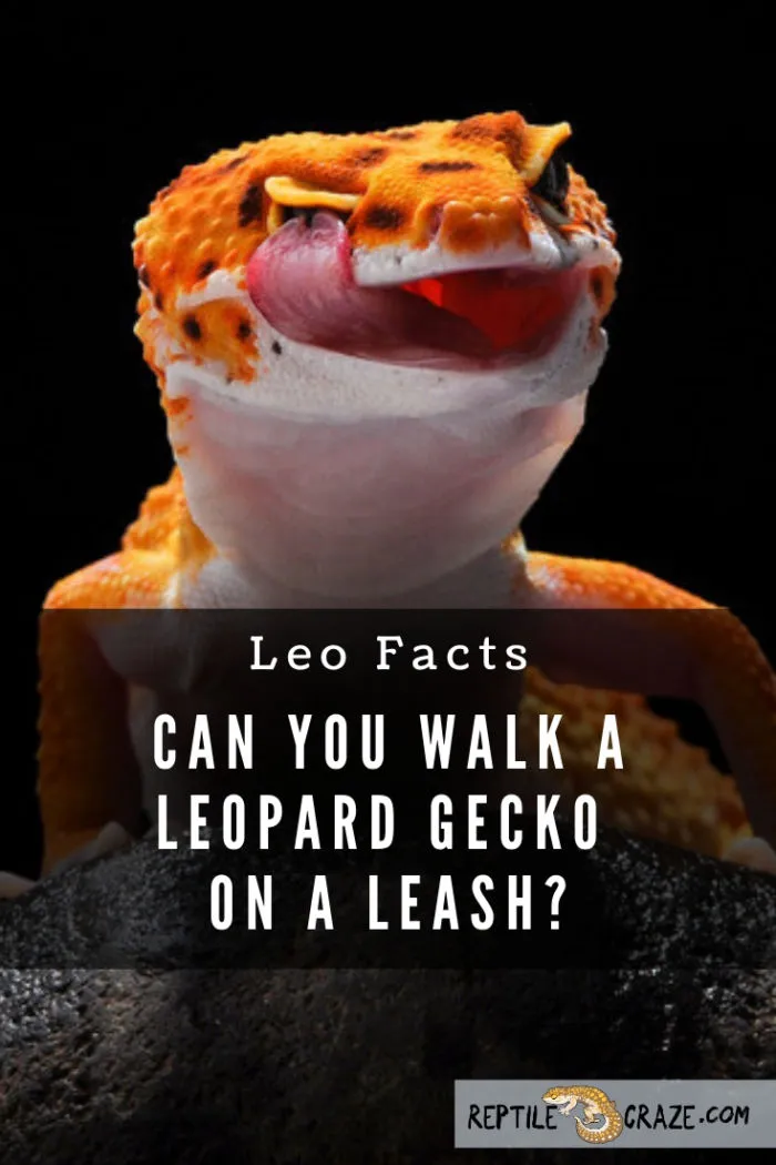 Gecko on a clearance leash