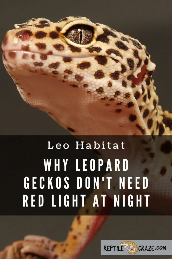 Gecko night outlet light