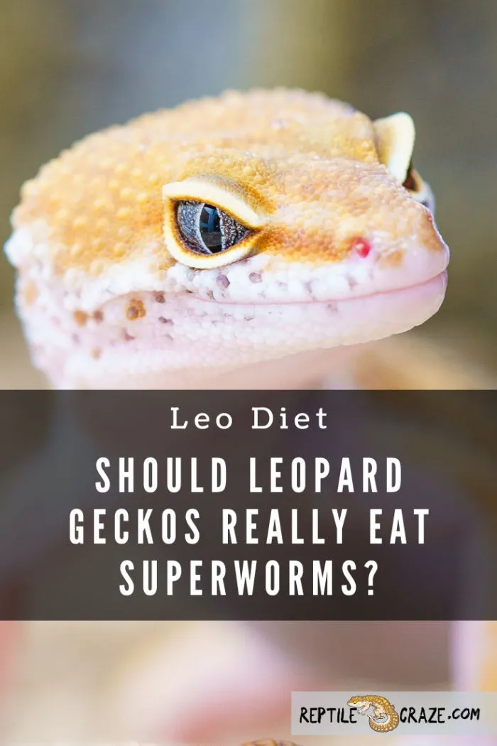 Can leopard geckos eat superworms?