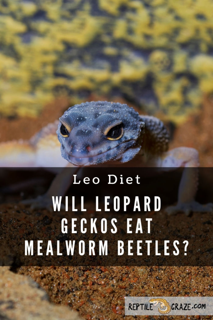  czy gekony leopard zjedzą chrząszcze mealworm?