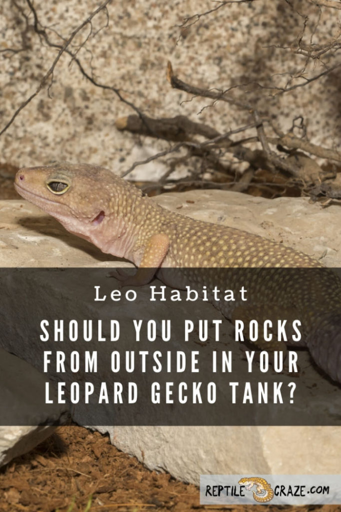 Can I Put Rocks From Outside In My Leopard Gecko Tank? - Reptile Craze