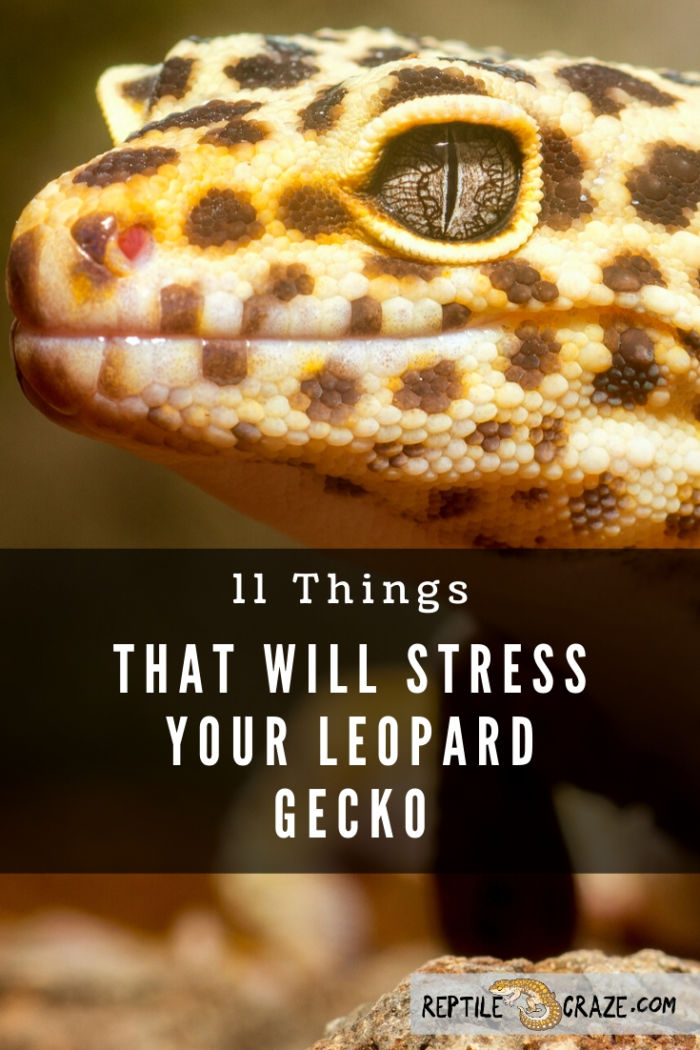 Why Do Leopard Geckos Hang on Cool Side at Night 