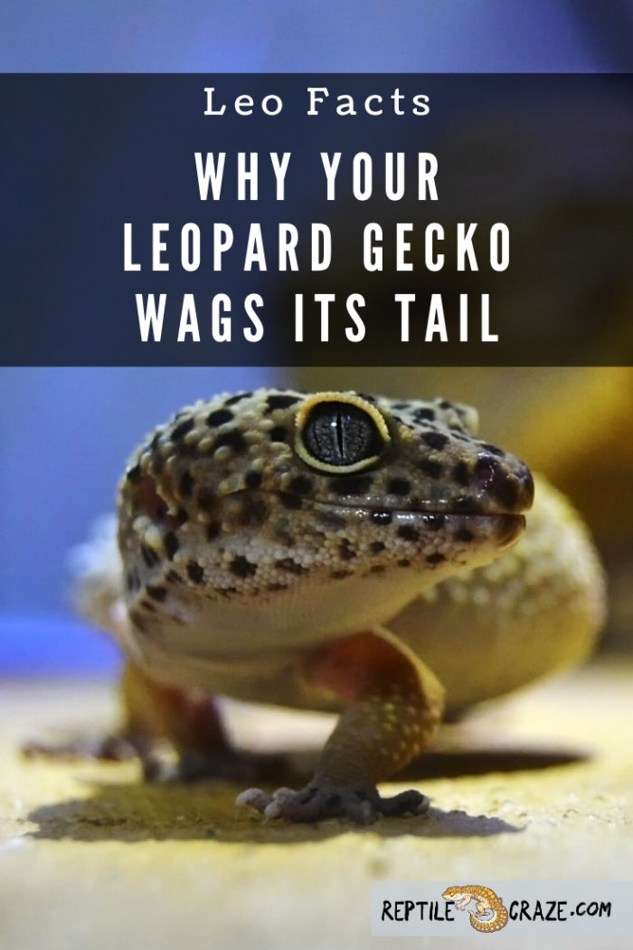 Why is My Female Leopard Gecko Wagging Her Tail 